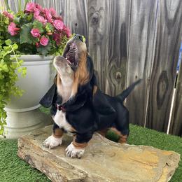 Basset Hound Puppies from Lazy Daisy Basset Hounds
