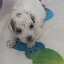 Stormy - Cream male Goldendoodle puppy in Cumberland, Rhode Island from minigoldendoodlesofRI