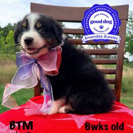 BTM red collar - Black tri-color male Australian Shepherd puppy in Greenville, Texas from Amandas Aussies