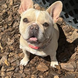 Belle - French Bulldog