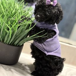Lilly - Black female Poodle puppy in Ocoee, Florida from Puppie Poos 4 U