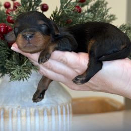 Sam - Tri-color male Cavapoo puppy in Yuciapa, California from AlltheDoodlez_