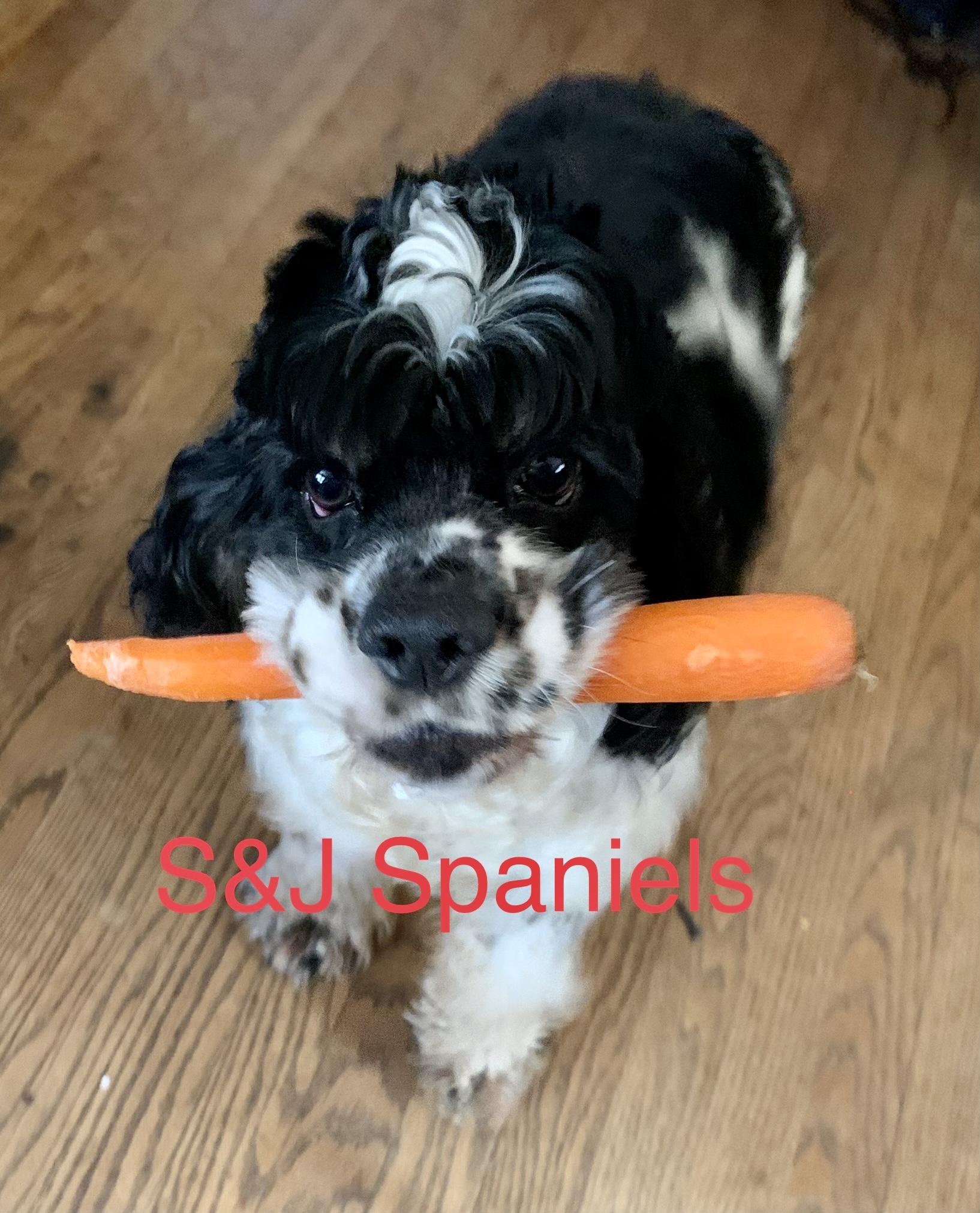 S&J Spaniels in Virginia Cocker Spaniel puppies Good Dog