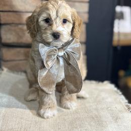 Goldendoodle All Grown Up from Hollywood Doodles
