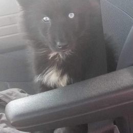 German Shepherd and Siberian Husky Puppies from Rose Trail Siberian’s