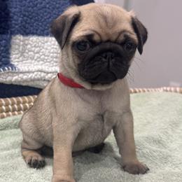 Red Collar - Girl - Fawn female Pug puppy in Troutman, North Carolina from Ohana Pugs