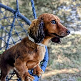 Cloe - Dachshund