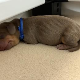 Cortado - Chocolate and tan male Dachshund puppy in Moon Township, Pennsylvania from Serendipity Dachshunds