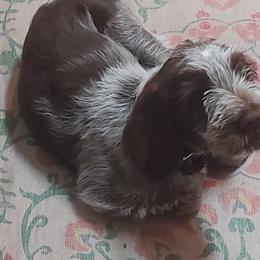 Dachshunds and Spinoni Italiani from Asperida Spinoni