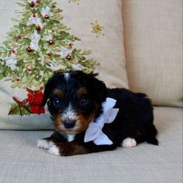 Frank - Tri-color male Bernedoodle puppy in Murray, Utah from Sun Valley Doodles