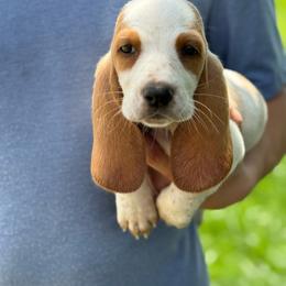 Chuckie - Lemon and white male Basset Hound puppy in Oronogo, Missouri from Dutton's Show Me Farms