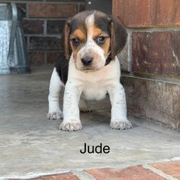 Jude - Black tan and bluetick male Beagle puppy in Mansfield, Missouri from Rippee Creek Kennel