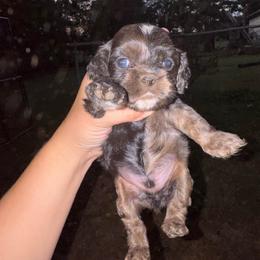 Boy 5 - Lime - Black white and tan male Cocker Spaniel puppy in Ellenboro, North Carolina from Chantels Spaniels