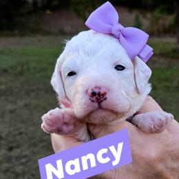 Goldendoodle Puppies from Ivey's Poodles & Doodles