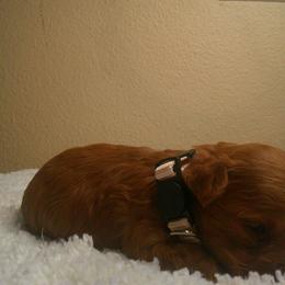 Bentlee - Red  male Poodle puppy in Hesperia, California from Sweetie Pie Poodles