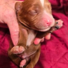 Matthew - Blenheim male Cavapoo puppy in Siloam Springs, Arkansas from Kingdom Bound By Design