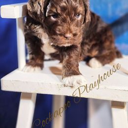 Cockapoo Puppies from Royal Cockapoo Playhouse