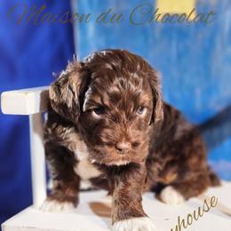 Cockapoo Puppies from Royal Cockapoo Playhouse
