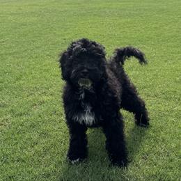 Frodo - Black and white male Cockapoo puppy in Tallahassee, Florida from Panhandle Pups