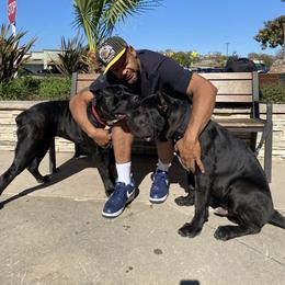 Cane Corso Puppies from Busch Kennels LLC