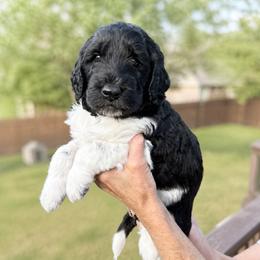Wolf - Parti male Goldendoodle puppy in Canyon Lake, Texas from Rebecca Creek Retrievers, LLC