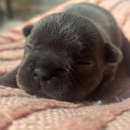 Rapunzel - Blue female French Bulldog puppy in Salisbury, Maryland from 77 Frenchies Maryland