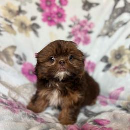 Clotho (AKC) - Chocolate and tan female Shih Tzu puppy in Las Vegas, Nevada from Vegas Shih Tzus