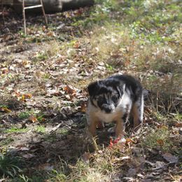 Yeti - Australian Shepherd puppy in Kansas City, Kansas from Lazuli Australian Shepherds
