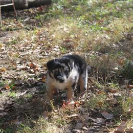 Yeti - Australian Shepherd puppy in Kansas City, Kansas from Lazuli Australian Shepherds