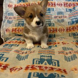 Tigershark - Red male Pembroke Welsh Corgi puppy in Maupin, Oregon from Bailey Nannini