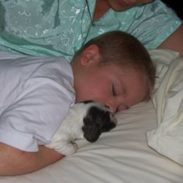 Cocker Spaniel Puppies from Richards' Cocker Kennel