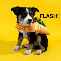 Flash - Black tri male Miniature American Shepherd puppy in Rochelle, Illinois from Countryside Kennels and Aussies
