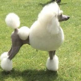 Poodles from Audysey Poodles