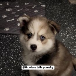 Pomsky Puppies from Timeless Tails Pomsky