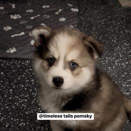 Pomsky Puppies from Timeless Tails Pomsky