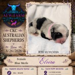 Elvira - Blue merle female Australian Shepherd puppy in Citra, Florida from AEW Farm