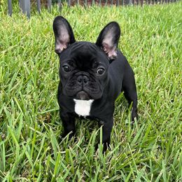 Vixen - French Bulldog puppy in Pembroke Pines, Florida from Touché Frenchie