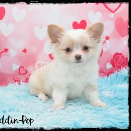 Puddin-Pop - Cream and white male Chihuahua puppy in Demorest, Georgia from Sourpatch Chihuahuas