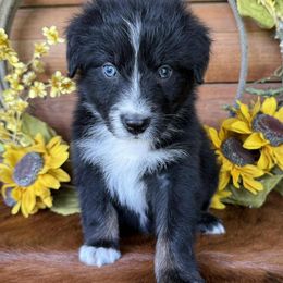 Jackie - Red tri-color female Australian Shepherd puppy in Mc Alpin, Florida from RussKris Farms Aussies