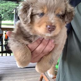 Miniature American Shepherds from Rebecca's Miniature American Shepherds
