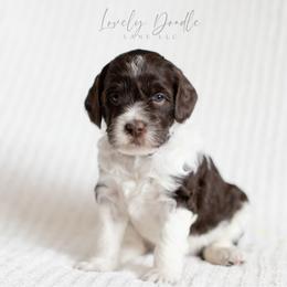 Lavender Collar Girl - Chocolate female Australian Labradoodle puppy in Thousand Oaks, California from Lovely Doodle Lane