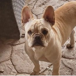 Sugar - French Bulldog