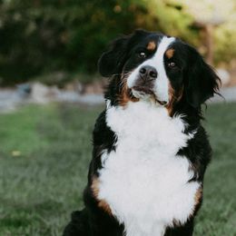 Bernedoodles, Bernese Mountain Dogs, and Cockapoos from Royal Empire Bernedoodles