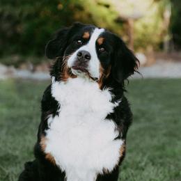 Bernedoodles, Bernese Mountain Dogs, and Cockapoos from Royal Empire Bernedoodles