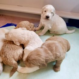 French Bulldog, Goldendoodle, and Golden Retriever Puppies from Crystal Coast Kennels, LLC