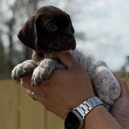 Jackie purple collar - Liver roan female German Shorthaired Pointer puppy in Six Mile, South Carolina from The Proper Pointer Co.