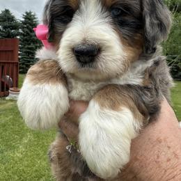 Pink collar. Blue merle - Blue merle female Bernedoodle puppy in Cody, Wyoming from Yellowstone Breeders