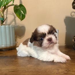 River - Liver and white male Shih Tzu puppy in Clifton, Texas from 5Z Shih Tzu Squad
