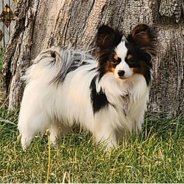 Thorin - Papillon