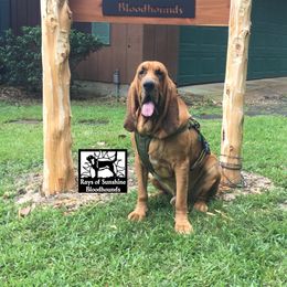 Wally - Bloodhound